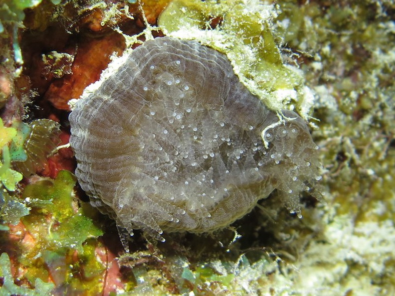 128 Solo Disk Coral at Night IMG_5699.jpg